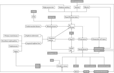 Mechanisms underlying acupuncture therapy in chronic kidney disease: A narrative overview of preclinical studies and clinical trials